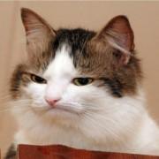 rebeccanate's picture