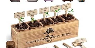 Mini Bonsai Tree Kit